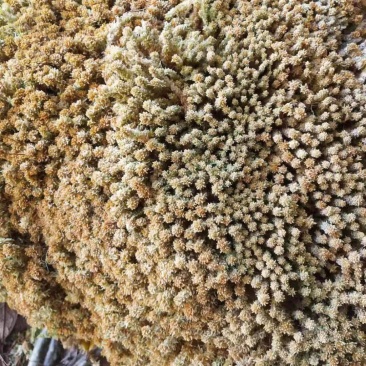 水苔现货600袋，有需要的老板下单