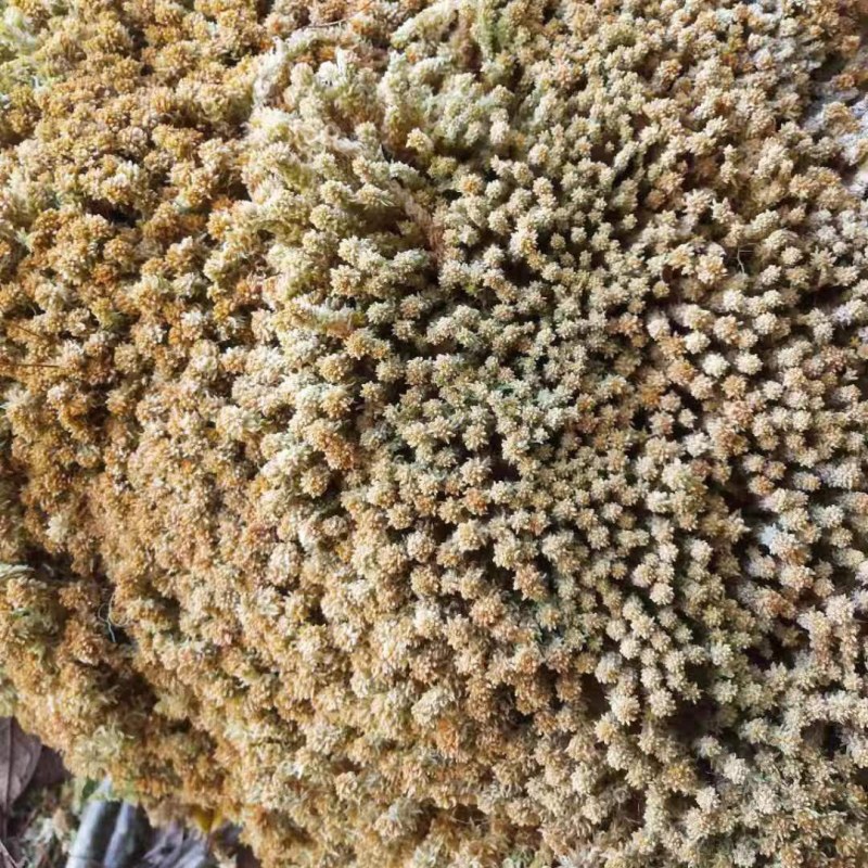 水苔现货600袋，有需要的老板下单
