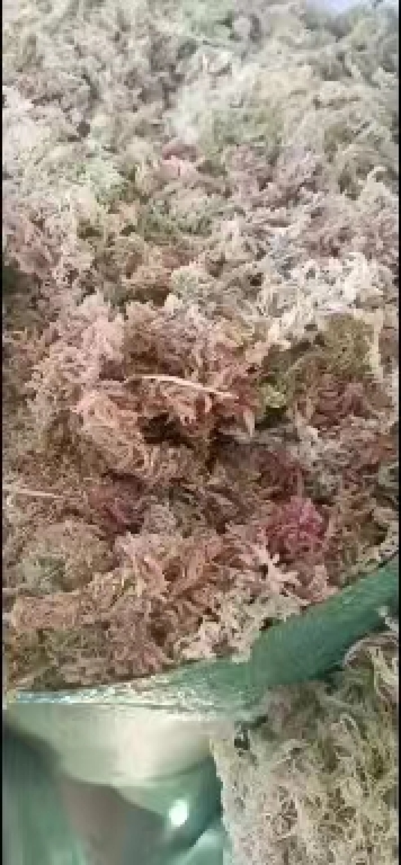 水苔现货600袋，有需要的老板下单