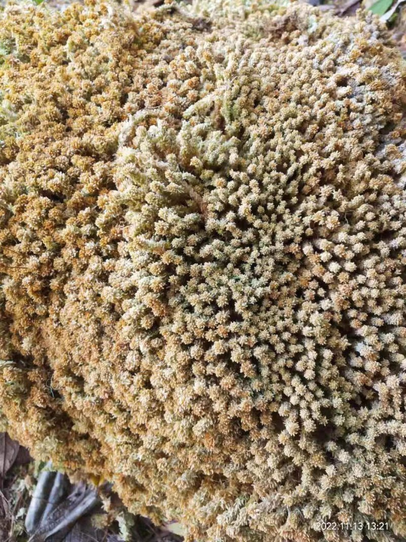 水苔现货600袋，有需要的老板下单