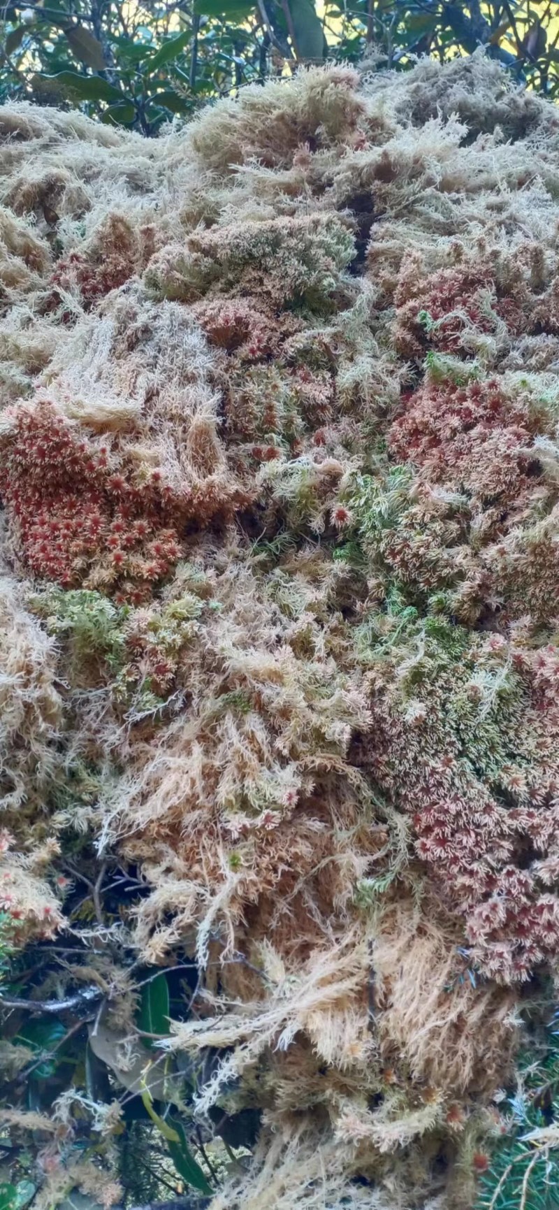 水苔现货600袋，有需要的老板下单