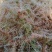 水苔现货600袋，有需要的老板下单