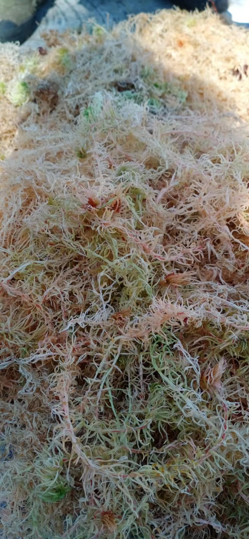 水苔现货600袋，有需要的老板下单