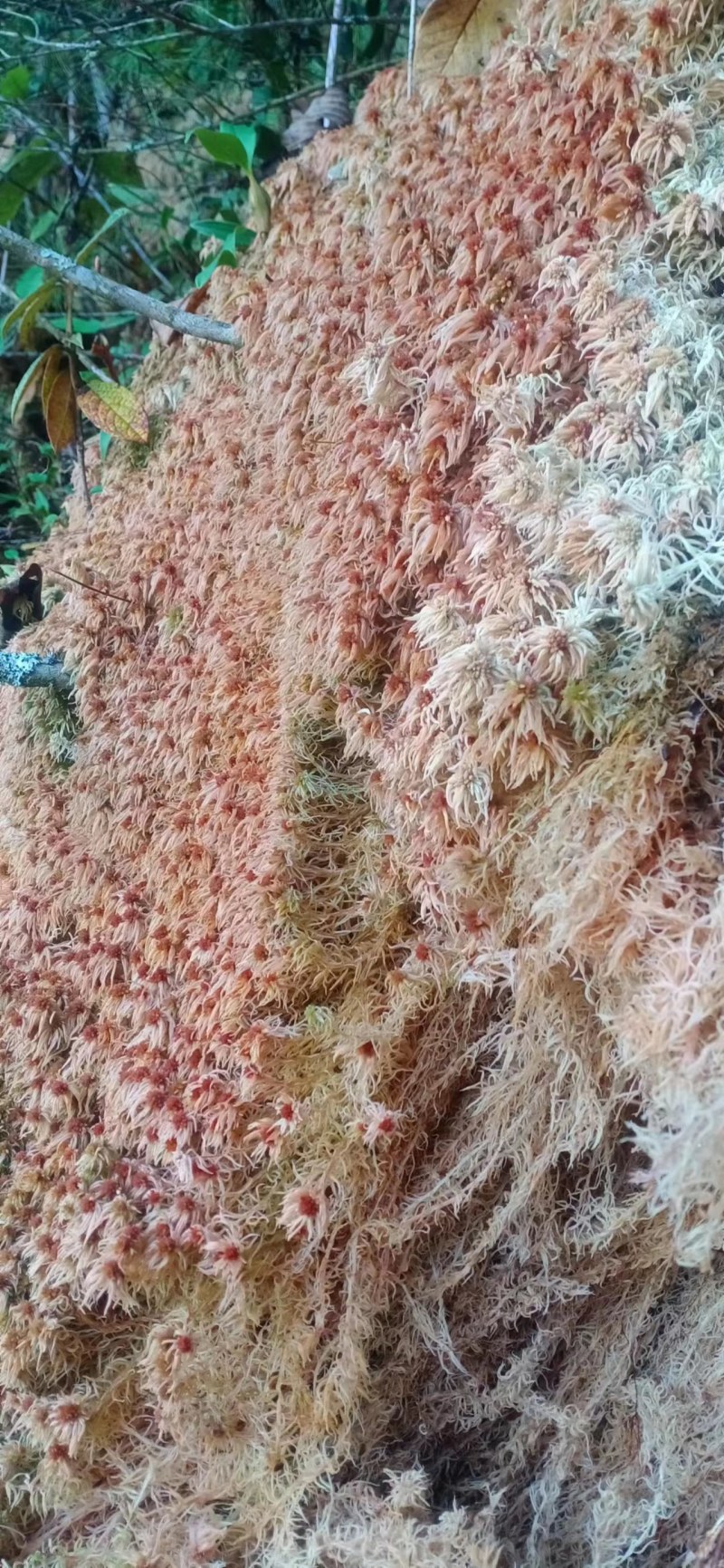 水苔现货600袋，有需要的老板下单