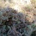 水苔现货600袋，有需要的老板下单