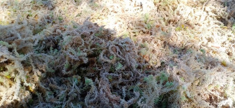 水苔现货600袋，有需要的老板下单