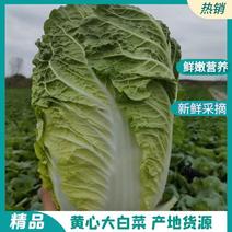 【精品】江苏盐城东台夏阳白菜黄心白菜产地一手货源