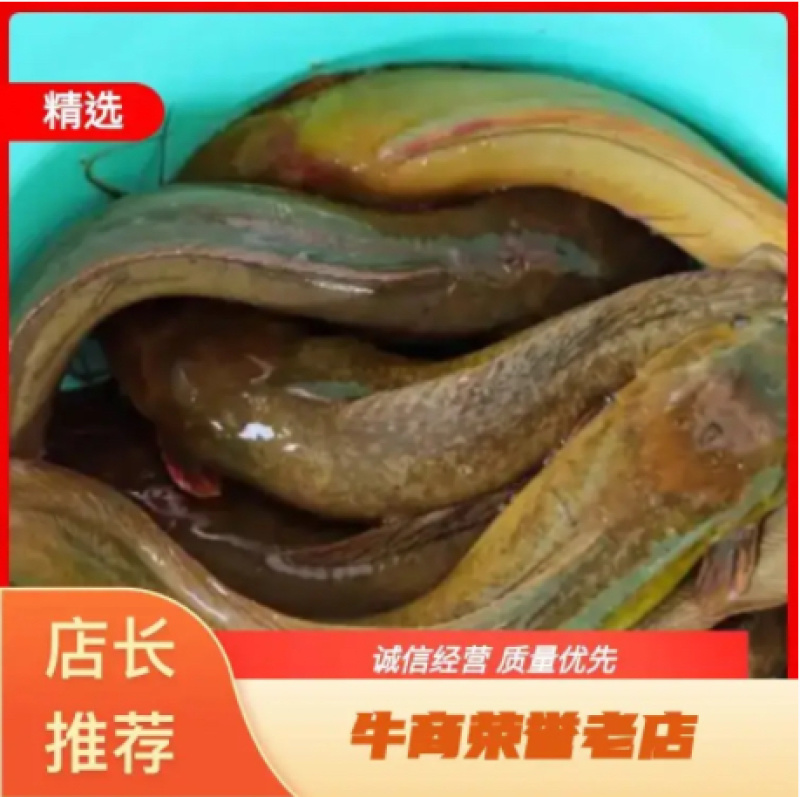 塘角鱼苗/三黄塘鲺/胡子鲶鱼/渔场直供技术指导/存活率高