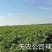 厂家湖南切碎扑辣椒白辣椒坛香曝辣椒质优量大卜辣椒检验合格