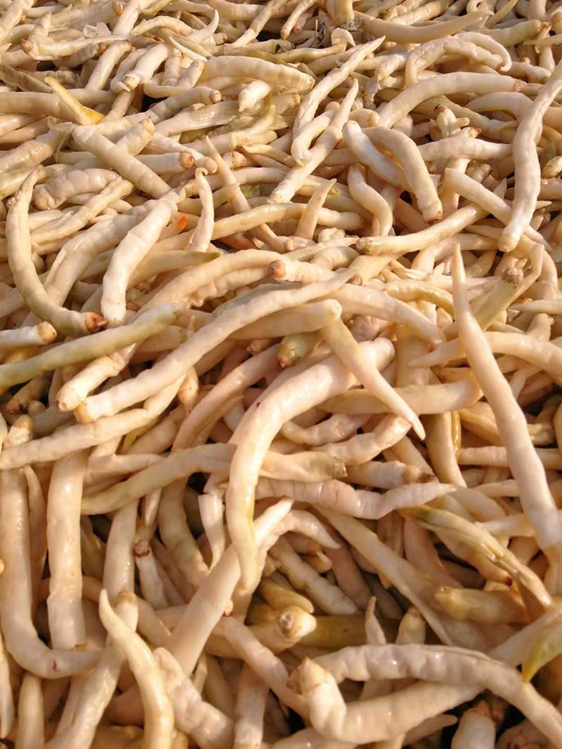 厂家湖南切碎扑辣椒白辣椒坛香曝辣椒质优量大卜辣椒检验合格