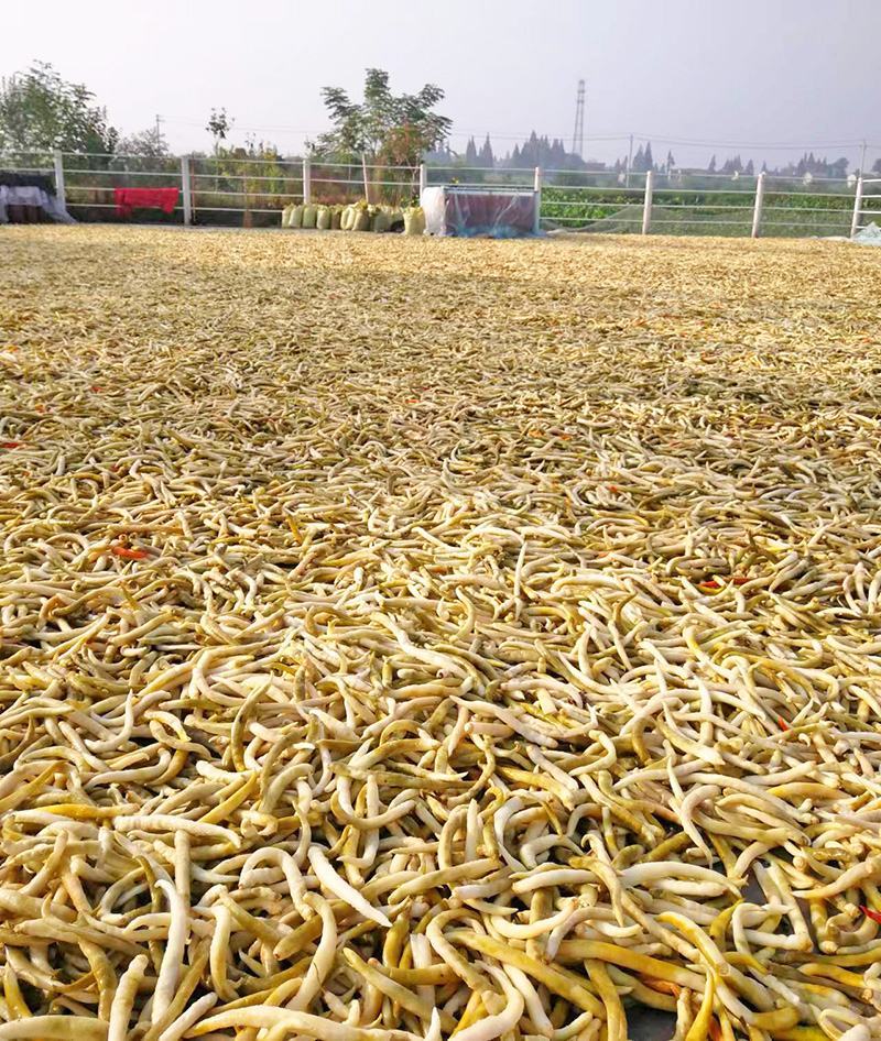 厂家湖南切碎扑辣椒白辣椒坛香曝辣椒质优量大卜辣椒检验合格