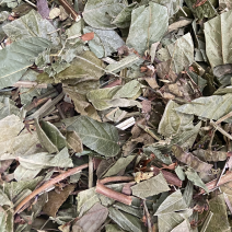 葫芦茶金剑草、咸鱼草中草药材