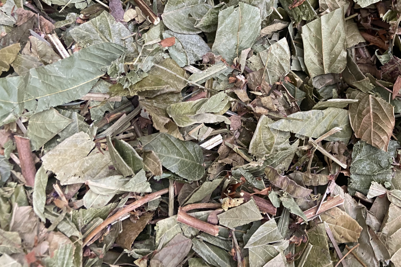 葫芦茶金剑草、咸鱼草中草药材