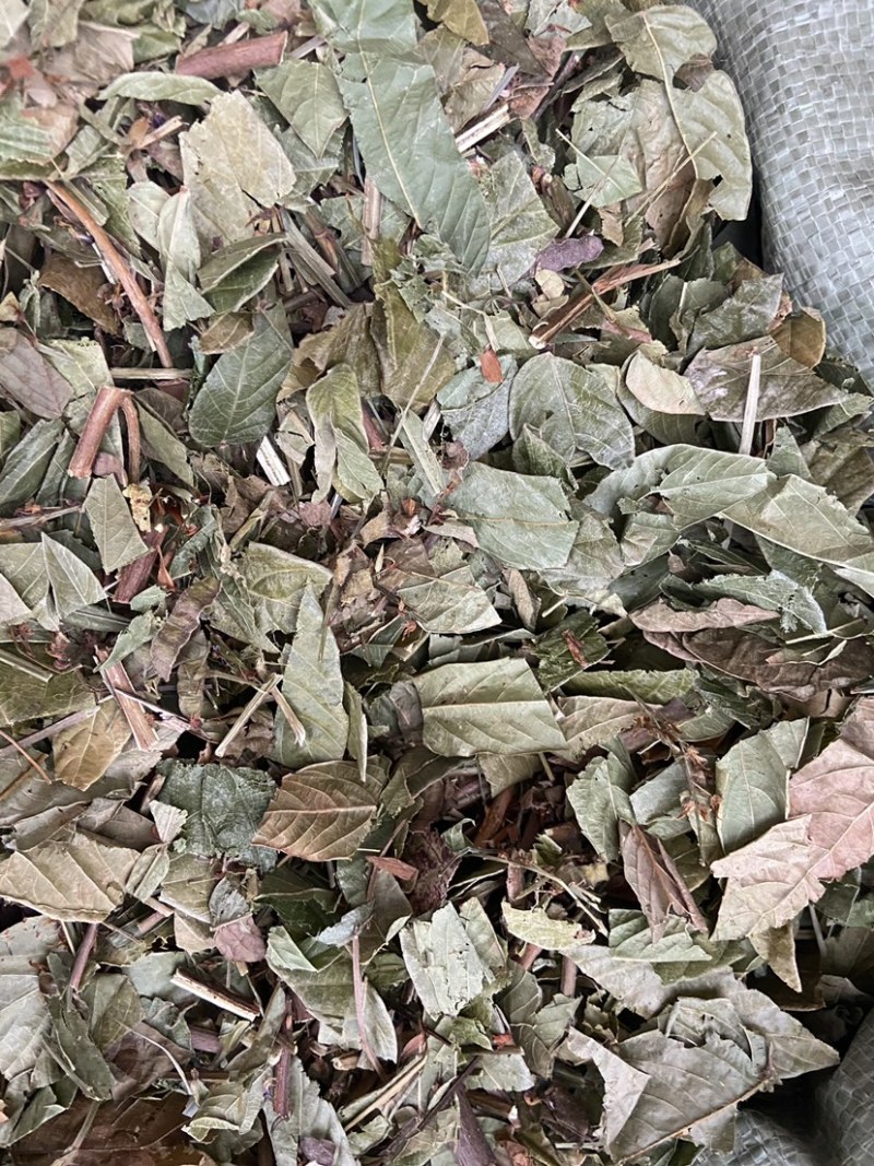 葫芦茶金剑草、咸鱼草中草药材