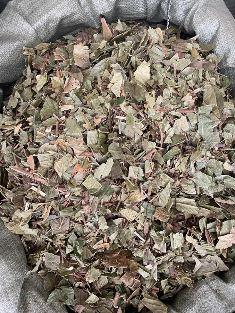 葫芦茶金剑草、咸鱼草中草药材