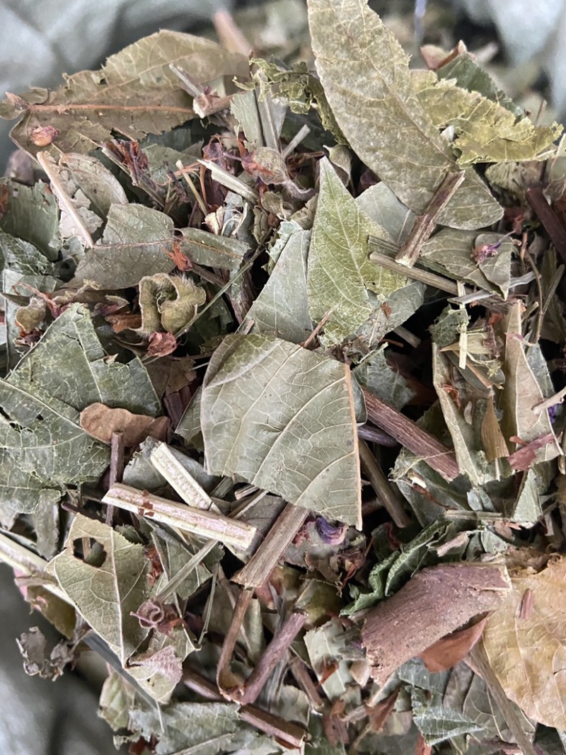 葫芦茶金剑草、咸鱼草中草药材