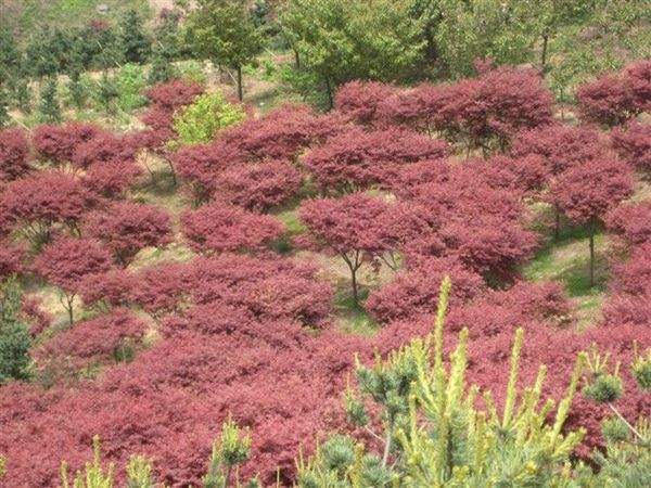 红点枫秋季叶片变色效果展示