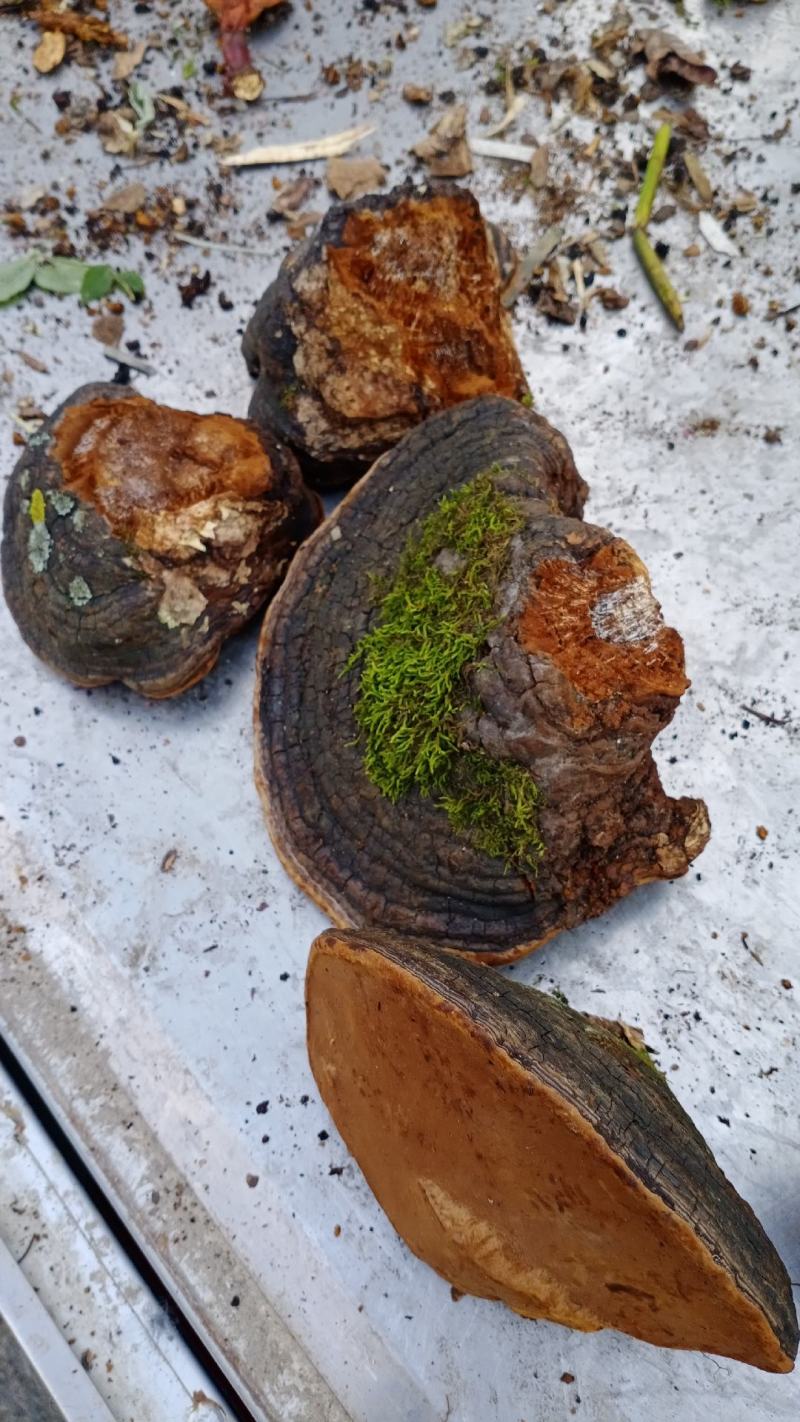 长白山张广才岭纯野生火木层孔菌裂蹄桑黄桦树，秋树上接的