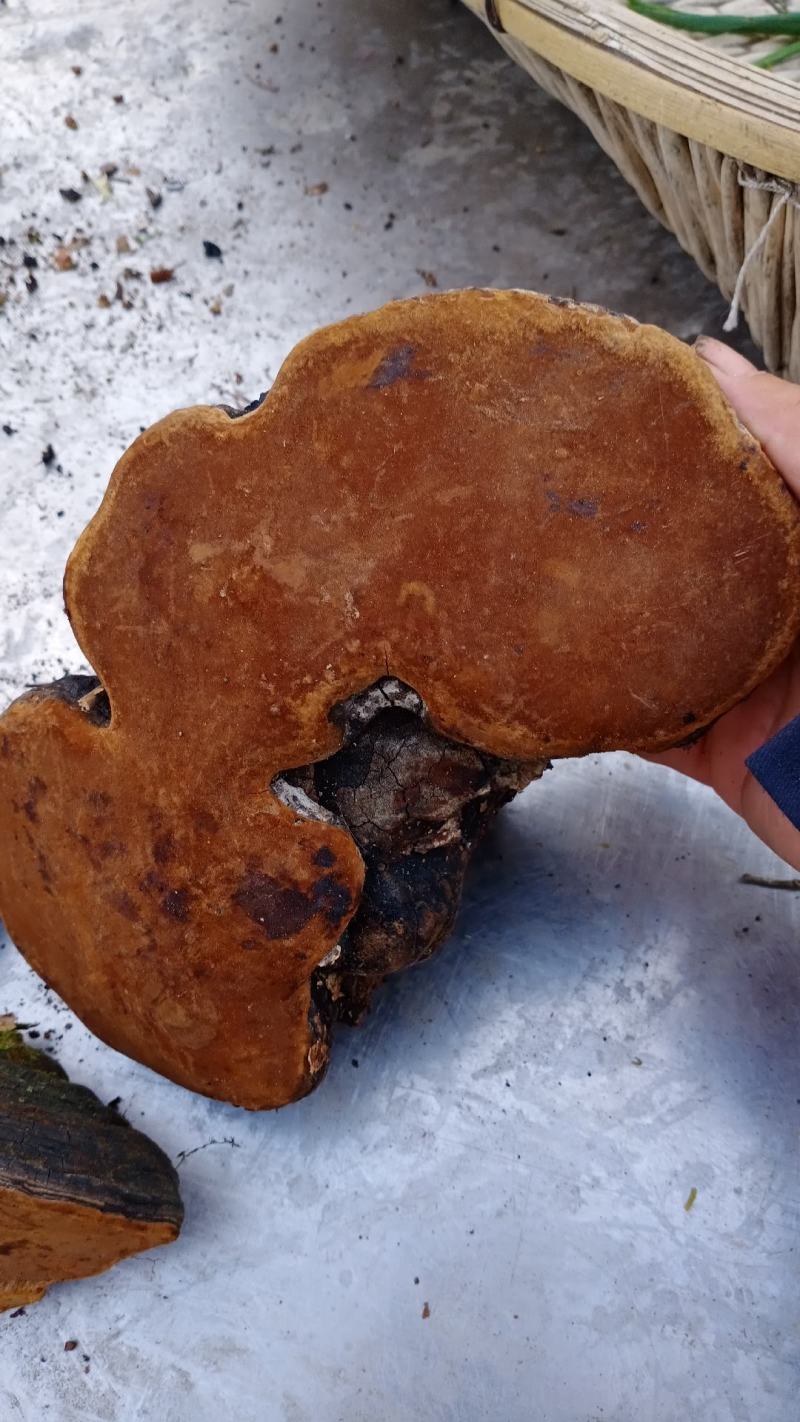 长白山张广才岭纯野生火木层孔菌裂蹄桑黄桦树，秋树上接的