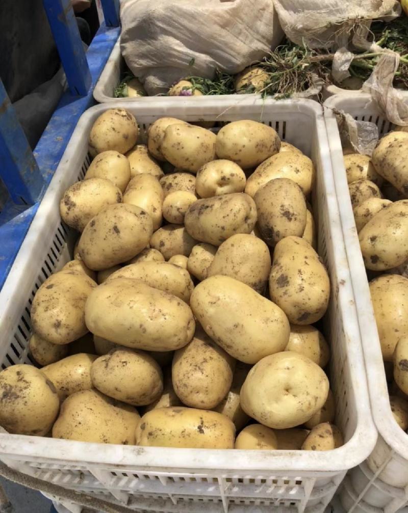 荷兰15土豆大量供应，一手货源，专业对接市场，量大从优