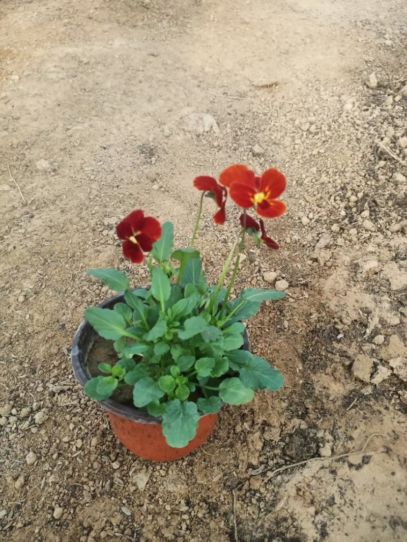 角堇现货供应角堇批发基地