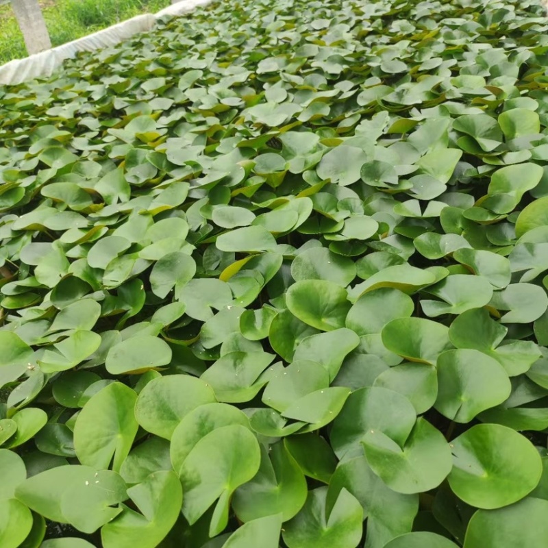 睡莲现货供应睡莲批发基地