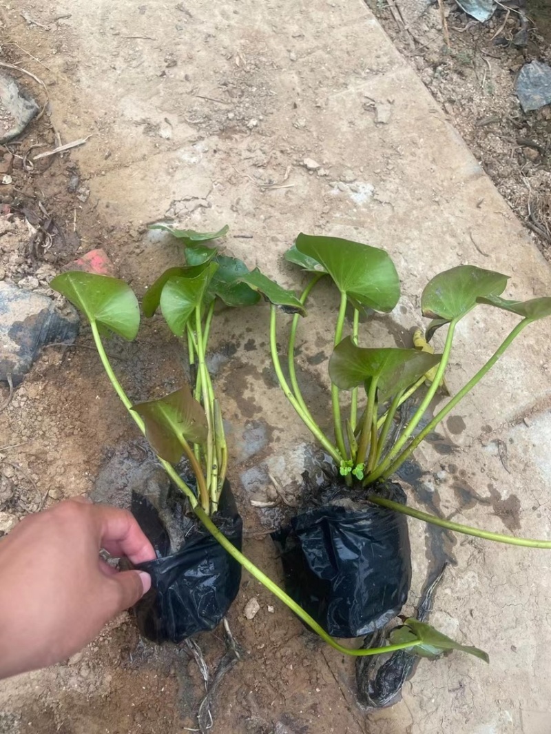 睡莲现货供应睡莲批发基地