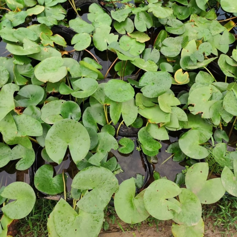 睡莲现货供应睡莲批发基地