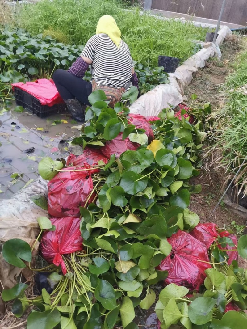 睡莲现货供应睡莲批发基地