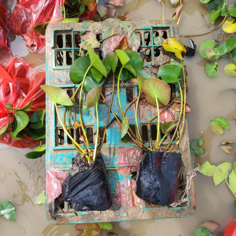 睡莲现货供应睡莲批发基地