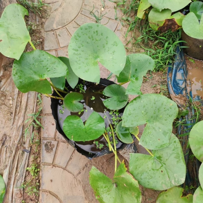 睡莲现货供应睡莲批发基地