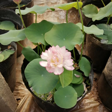 荷花量大优惠荷花供应基地