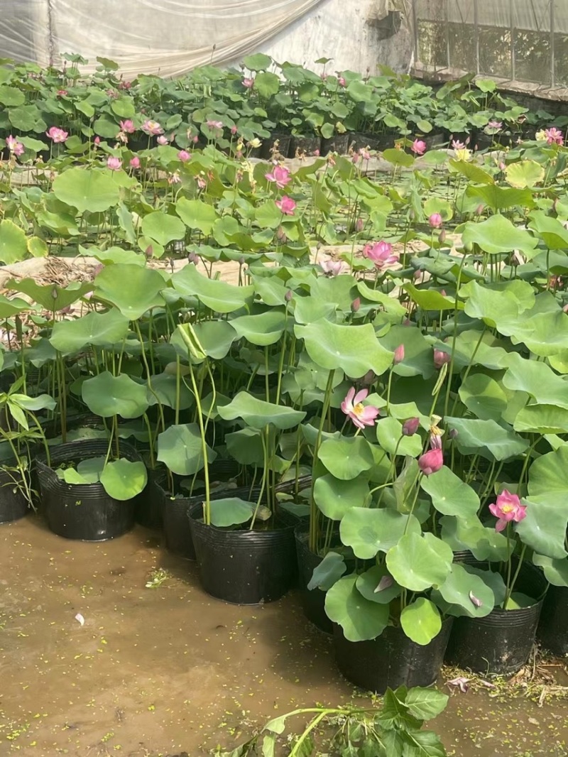 荷花量大优惠荷花供应基地