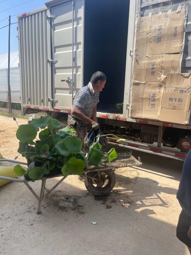 荷花量大优惠荷花供应基地