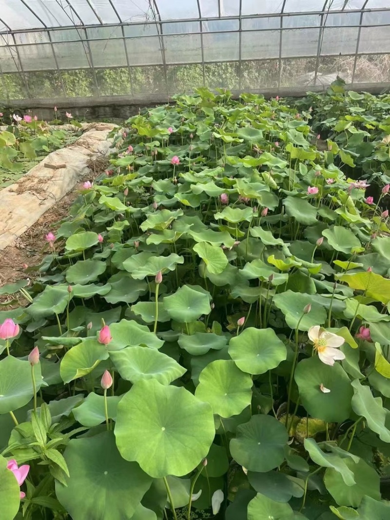 荷花量大优惠荷花供应基地