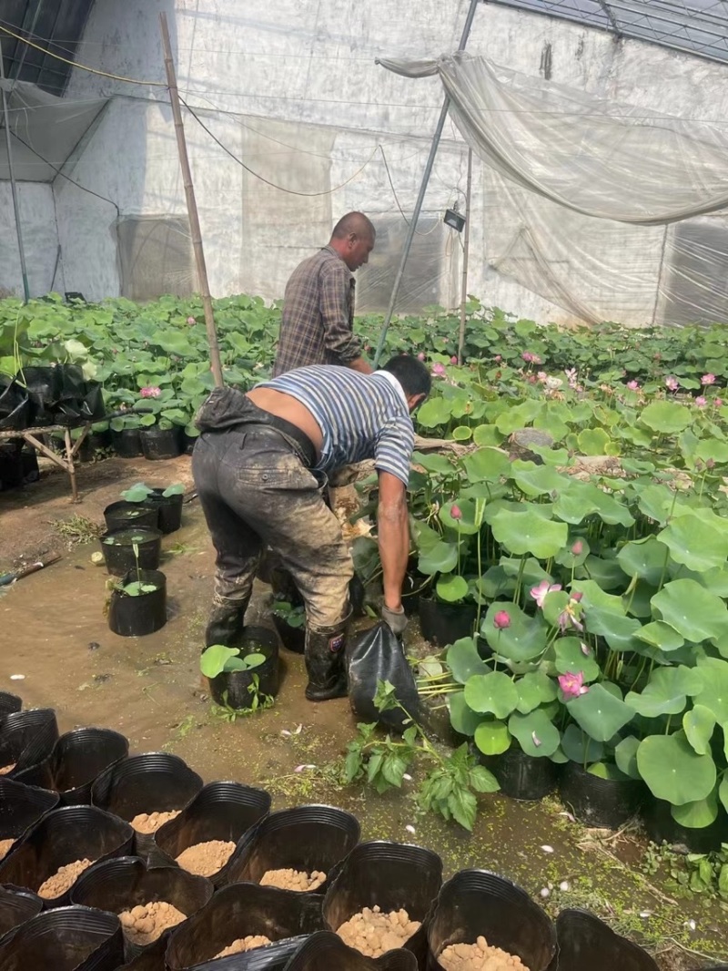 荷花量大优惠荷花供应基地