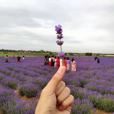 薰衣草现货供应薰衣草全国发货