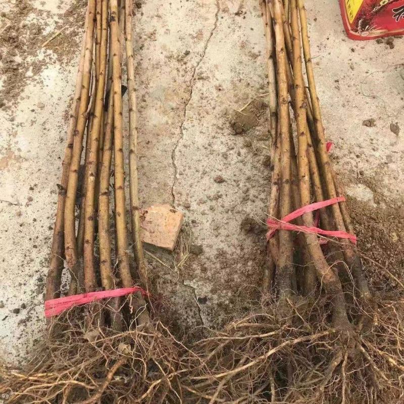 大樱桃苗，美早，俄八，沙王，布鲁克斯，等品种。