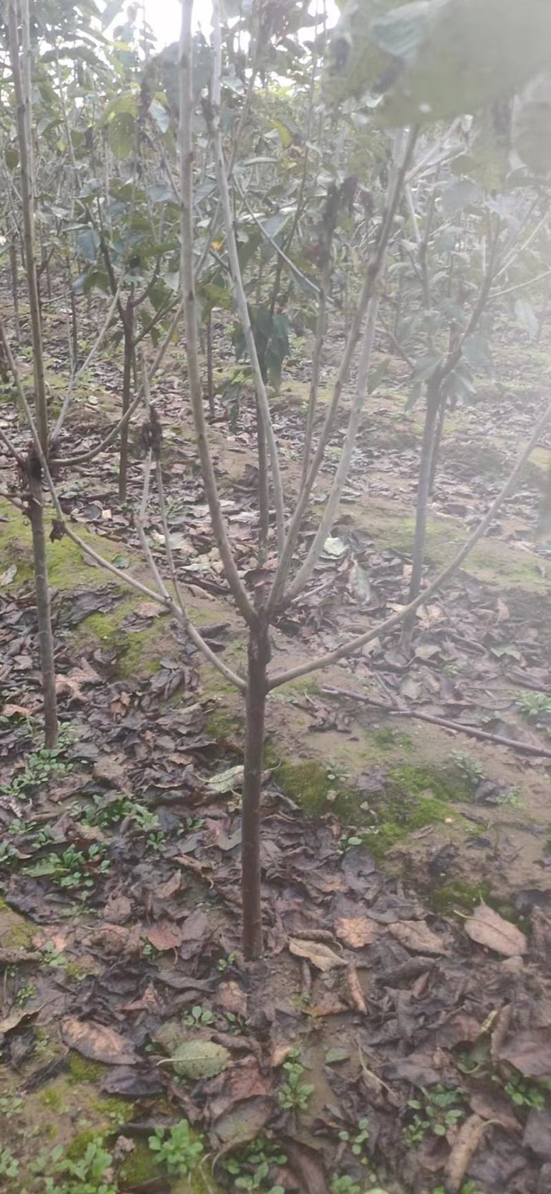 大樱桃苗，美早，俄八，沙王，布鲁克斯，等品种。