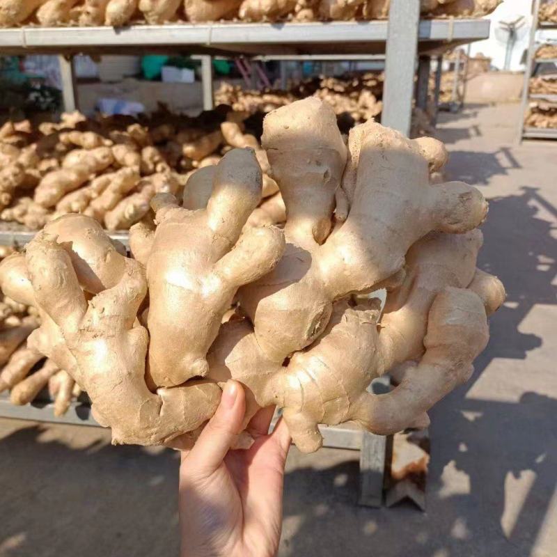 【山西精品大黄姜】产地一手货源批发《保质保量/坏烂包赔》