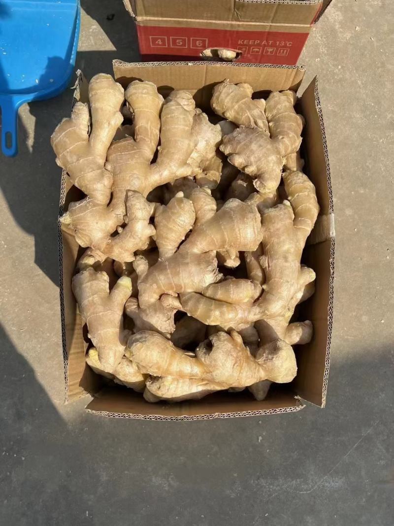 【山西精品大黄姜】产地一手货源批发《保质保量/坏烂包赔》