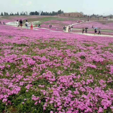 芝樱批发基地芝樱全国发货