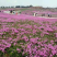 芝樱批发基地芝樱全国发货