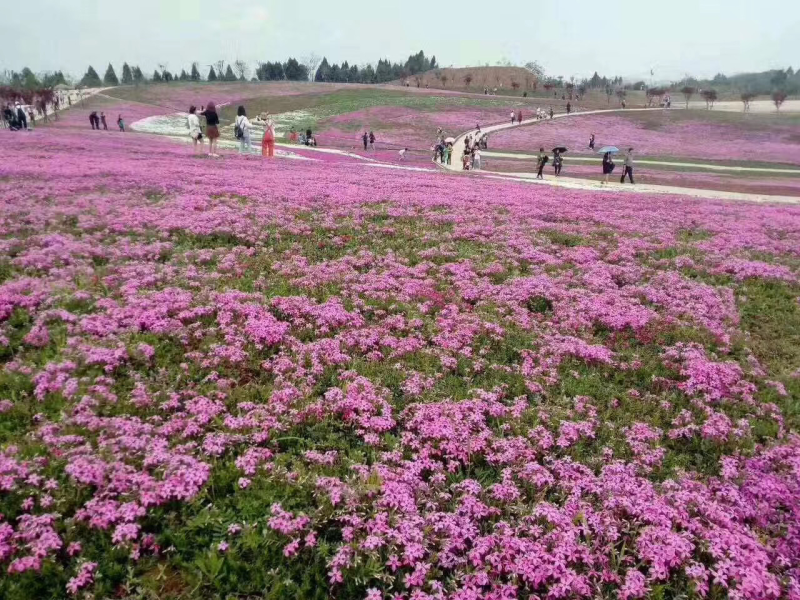 芝樱批发基地芝樱全国发货