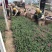 芝樱批发基地芝樱全国发货