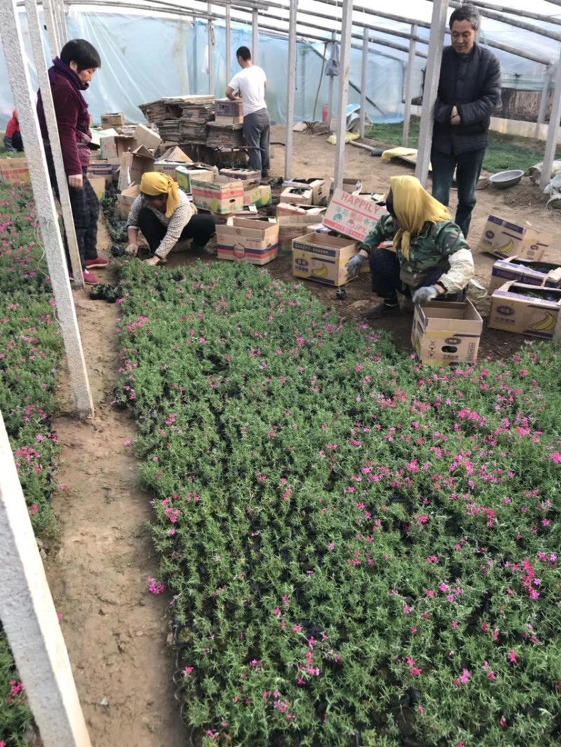 芝樱批发基地芝樱全国发货