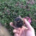 芝樱批发基地芝樱全国发货