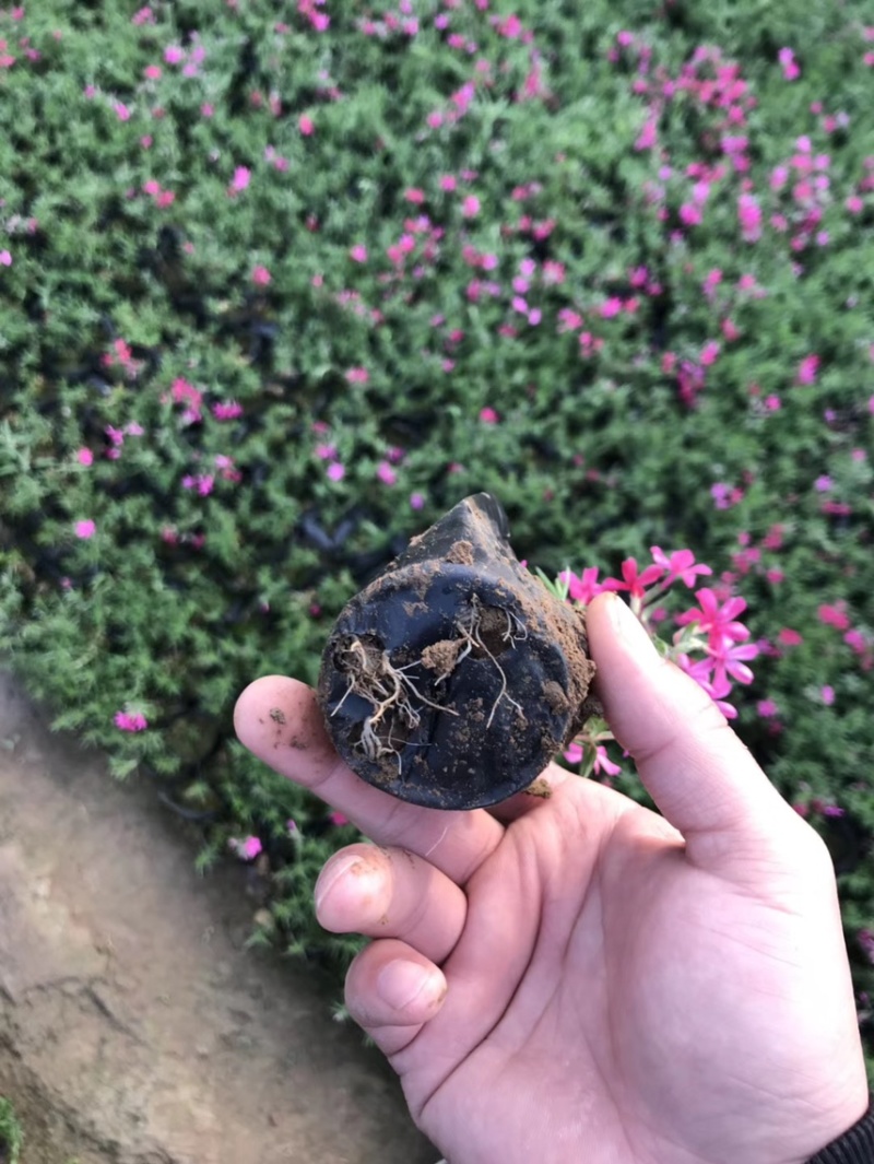 芝樱批发基地芝樱全国发货