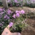 芝樱批发基地芝樱全国发货