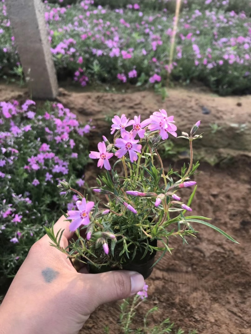 芝樱批发基地芝樱全国发货